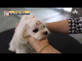 1대 제자 애견 미용 강사가 가르쳐주는 애견 마사지 tip