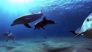 Дельфины в oкeaнe (♪♫ Альберт Артемьев) HD