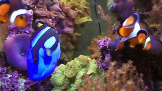 TELETUBBIES Toys Choosing Fish For the Aquarium!-B4jr14anhUs