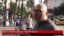 Eğilmiş Hurma Ağaçları Tedirgin Ediyor