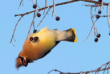 Loài chim ăn trái cây lên men để bị say khướt
