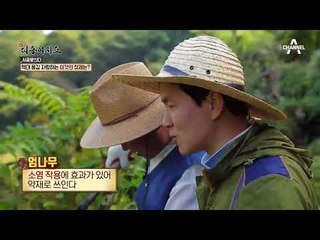 충북 제천의 향긋~한 보물! ‘약초’ #엄나무 #둥굴레 #꾸지뽕 #한방_산업_엑스포