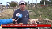 Çanakkale Gebe ve Yavrulu Köpekleri Zehirlediler