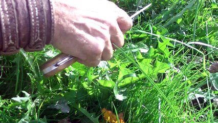 Comment préparer une salade sauvage