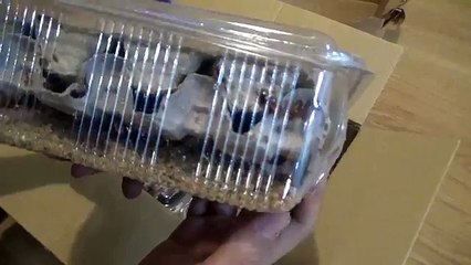 Canlı Yem Kargo Açılımı - Shelf. Tartara