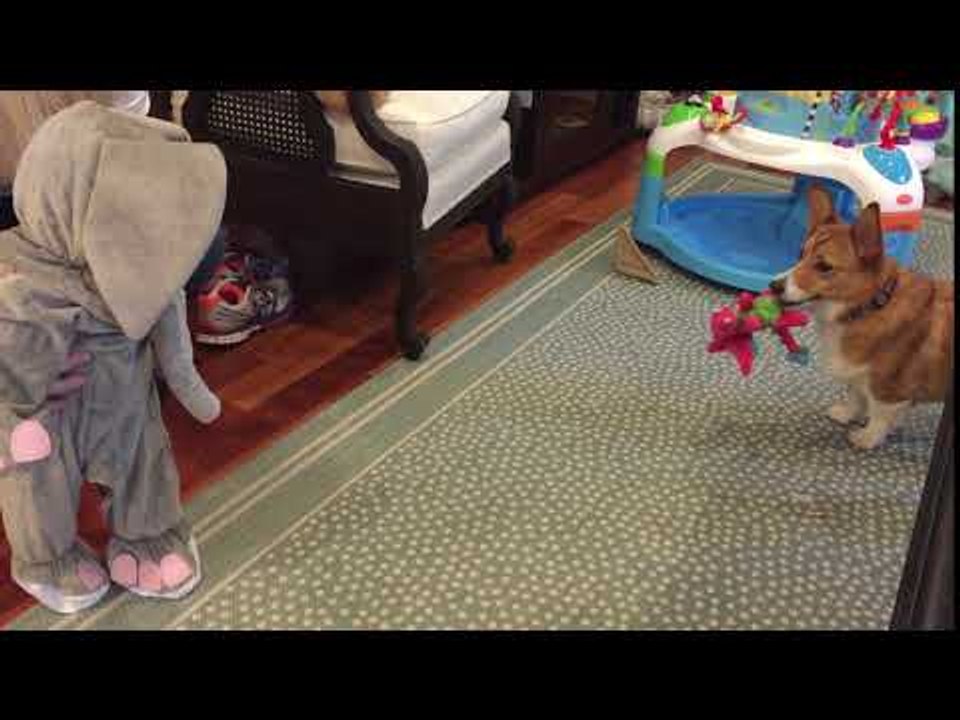 Ruby the Corgi Hilariously Flees From Halloween Costume