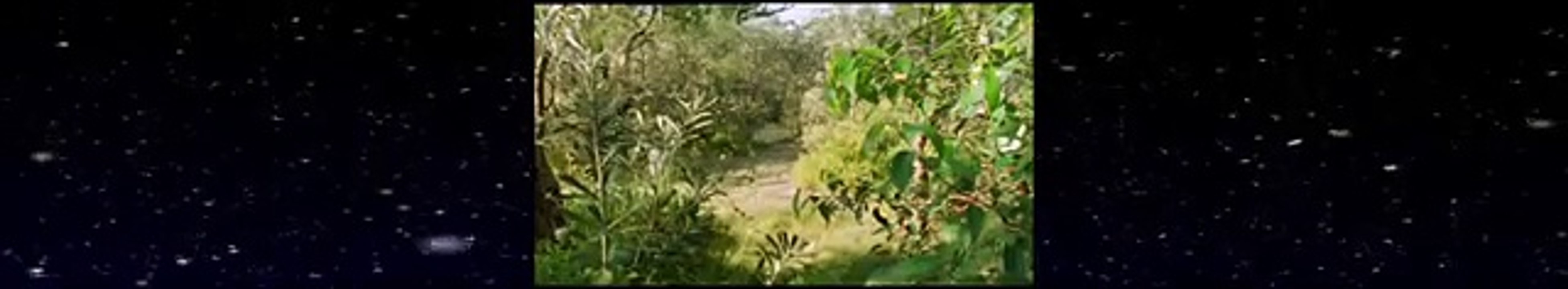 Ants Documentary Channel Life in the Undergrowth 04 Intimate Relations6