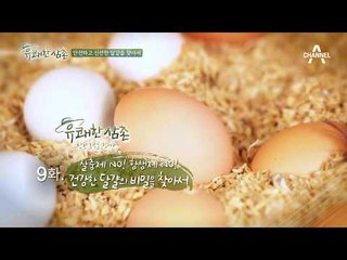 충격! ‘살충제 달걀’ 논란에 분노한 이연복X강레오 셰프!