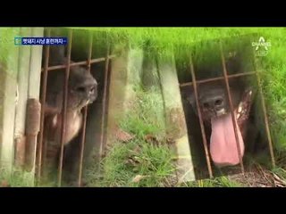‘부부 습격’ 맹견들, 멧돼지 사냥훈련 받았다