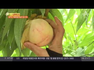 새콤달콤한 복숭아 향으로 가득한 충주