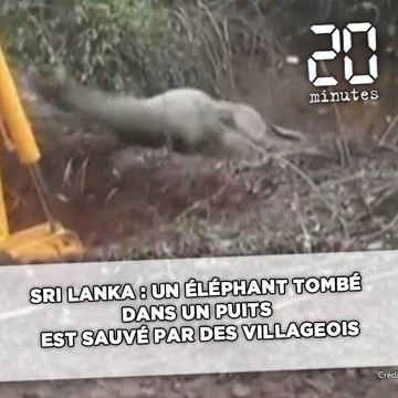 Sri Lanka: Un éléphant tombé dans un puits est sauvé par des villageois