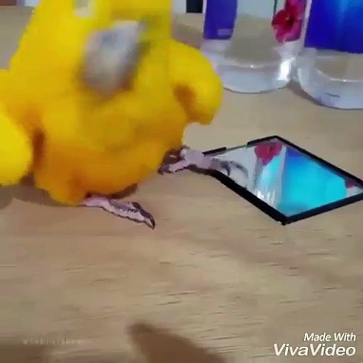Dancing parrot amazing