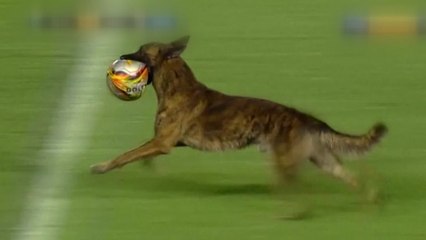 "나도 축구왕" 경기장 난입한 경찰견 / YTN