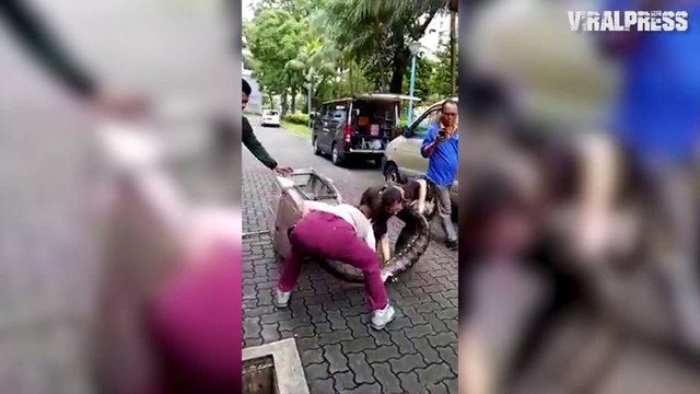 Pair Of Pythons Caught By Two Female Snake Catchers In One Day