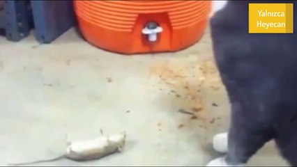 ölü takliti yapan fare