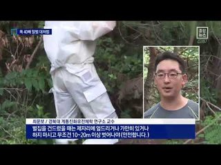 독의 양 최대 40배…가을 성묘길 ‘말벌 주의보’