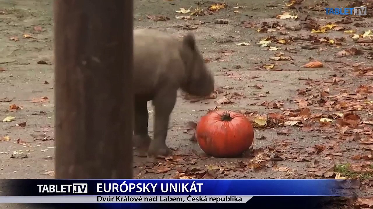 Česká ZOO je európskou raritou, chovajú v nej najviac nosorožcov