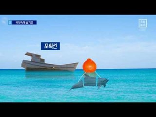 갈수록 수법 진화…‘007 작전’ 같은 고래잡이