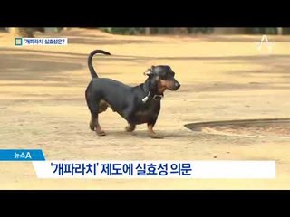 의욕만 앞선 ‘개파라치’…반려견 80%는 미등록