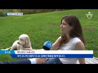 반려견 천국 美…‘사고 전과’ 있는 개는 안락사