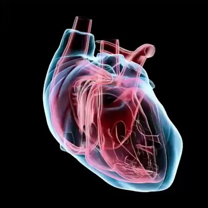 Scientists create human organs from animal organs