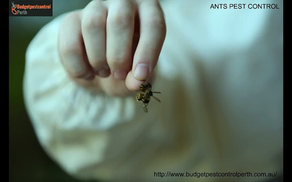 Budget Pest Control Perth
