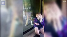 Tiger tries to nestle woman