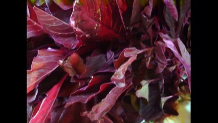 Benefits Of Amaranth Leaves Chaulai