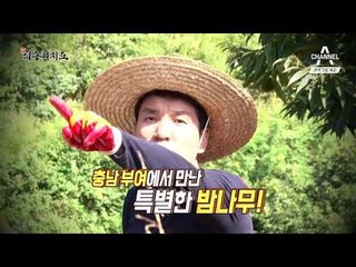 [예고] 연 매출 '억!' 충남 부여 '유기농 밤'