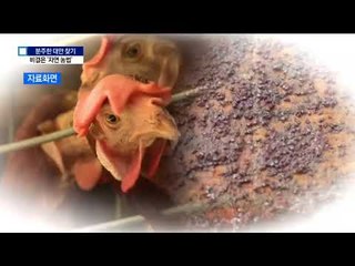 살충제 필요없는 ‘흙목욕’…문제는 관리비용