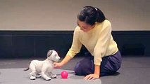 Sony to launch new AIBO robot dog in Jan.