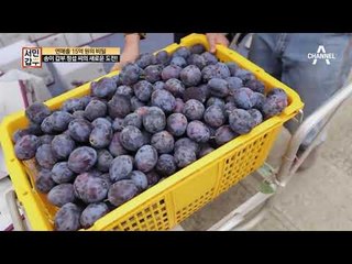 [송이 갑부의 영업 비밀③] 한 우물말고 여러 우물! 아이디어를 내 수익구조를 극대화하라