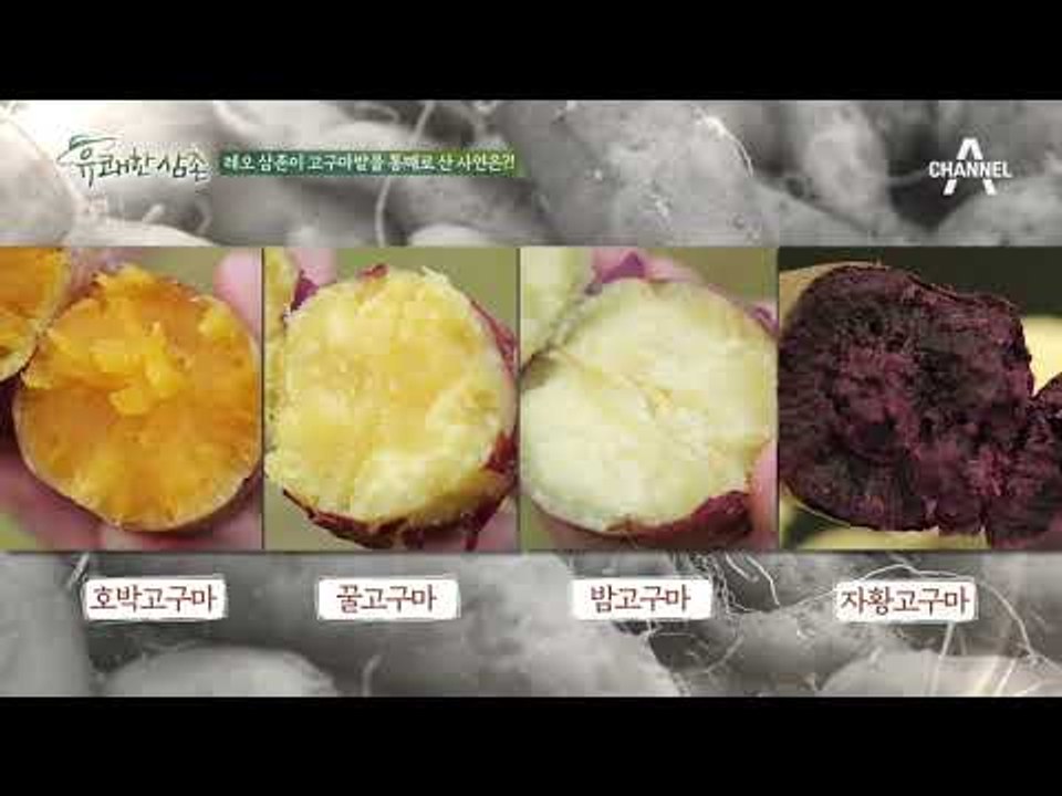 전격 탐구! 고구마 사기 전 확인해야 할 고구마 별 특징은?