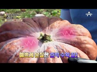 호박으로 연 매출 5억?! 넝쿨째 굴러 들어온 보물 ‘맷돌호박’ #늙은호박