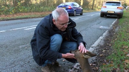 Touchant : certains les chassent, mais lui va sauver la vie de cette biche heurtée par une voiture