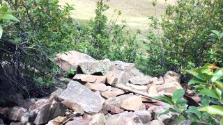 Gardening With Cody Week 6: Planting Trees in Rocks