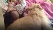 Our sweet rescue dog comforts our sick baby girl!  Petco Foundation