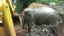 Sri Lankan Wildlife Officials Come To The Rescue Of Trapped Elephant