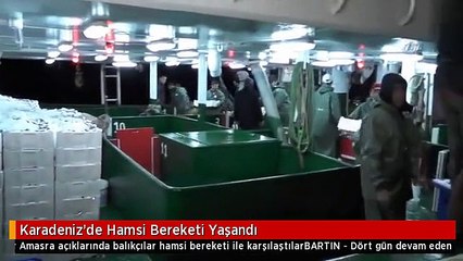 Karadeniz'de Hamsi Bereketi Yaşandı