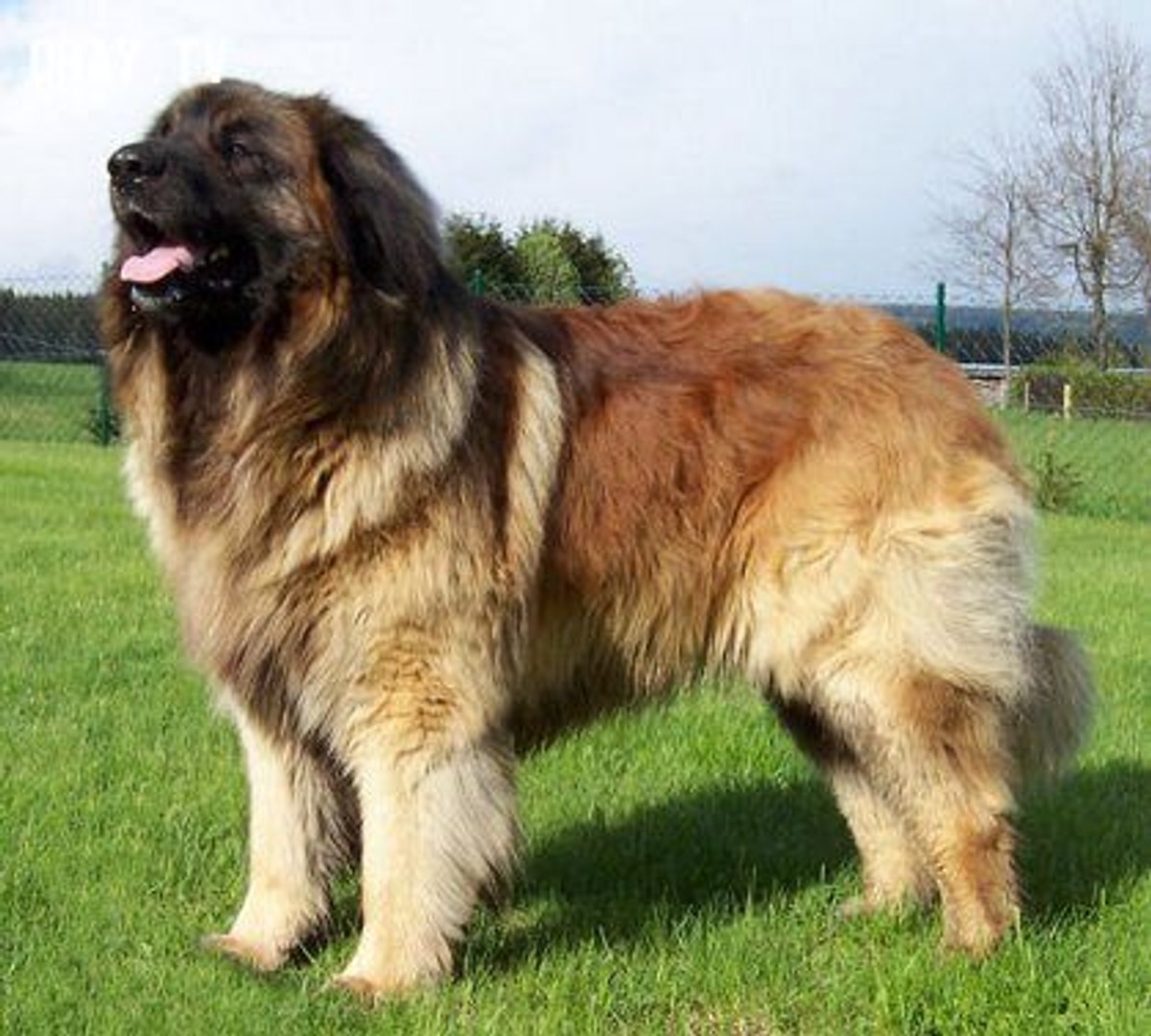 Leonberger Dogs One Of The Most Expensive Dogs In The World They Sell The Price Over 5 000 Video Dailymotion