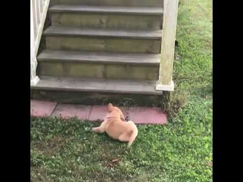 Adorable Puppy Takes a Tumble