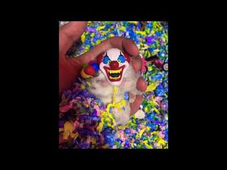 Festive Hamster Gets Into the Halloween Spirit