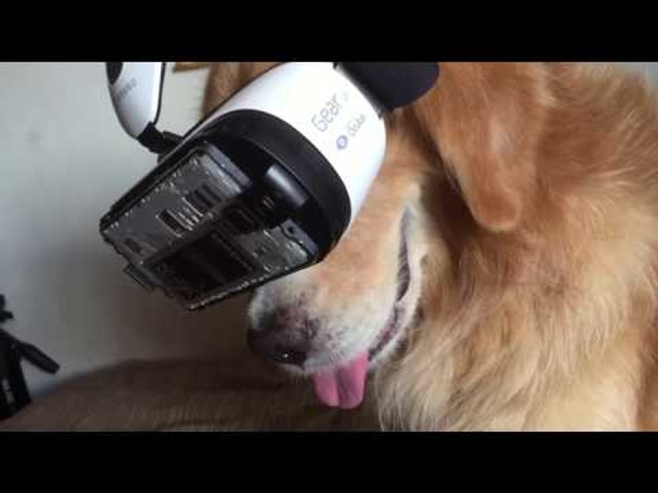 Dog Enters New World With Virtual Reality