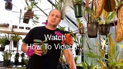 PINEAPPLE UPDATE: REPOTTING LARGE PINEAPLLE /GROW A PINEAPPLE PLANT FOR FREE: