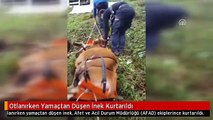 Otlanırken Yamaçtan Düşen İnek Kurtarıldı