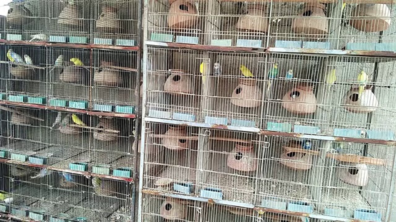 Budgies Parrots male ne male ke sath pair banaya hua hai to kya kare in Urdu/Hindi.