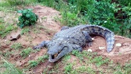 Un homme se fait mordre le pied par un crocodile