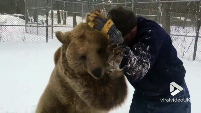 Jouer dans la neige.. avec 2 gros OURS bruns !!