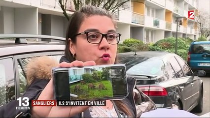 Sangliers : ils s'invitent en ville