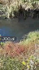 O Sokol, u mbyte ore?/ Mbijetesë ekstreme, fierakët zhyten në kanalin me naftë për